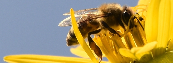 Honey bee - © Janos Borbely