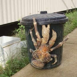 s_260x260 201412__Coconut_crab_in_Hawaii_&_A photo posted by Enrique Steven Victor xsubsoniqx on Dec 12 2014 at 944pm