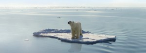 Polar bear, apotential victim of species extinction loosing key habitat due to global warming - www.endangeredpolarbear.com/