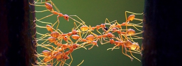 Indian ants turn themselves into a bridge - Ciju Cherian/Solent News