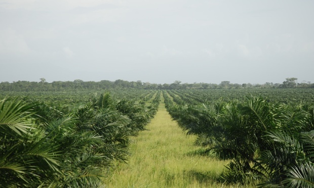 David Hill: Palm oil fields in Peru