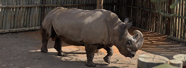Sudan, one of the six remaining northern white rhinos