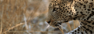 Zambia to lift ban hunting on big cats - Brendan Raisbeck, Alamy
