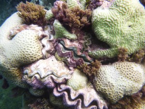 Dead small giant clam (Tridacna maxima)
